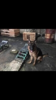1 ekor Herder / German Shepherd