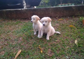 Anjing Golden umur 2 bulan non stb....