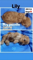 mini poodle 3 ekor apricot poodle 1 (female) dan red poodle 2 (male,female)