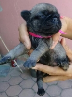 Anjing pug stambum dan vaksin kualitas bagus