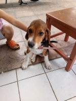Beagel betina 3 bulan, sudah vaksin, stambun