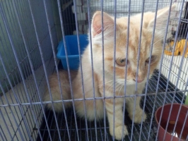Kucing persia sudah jinak..warna coklat