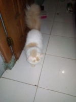Kucing Persia Perkis Nama Panggilannya Alexs