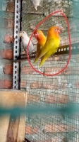 Love bird indukan produk..