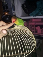 Love Bird Jinak Gacor Dewasa