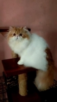Persia peaknose pedigree
