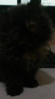 2 Ekor Kitten Persia Harga Borong