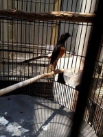 burung murai batu medan super ekor panjang