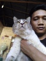 kucing anggora jantan dengan umur 1 tahun.