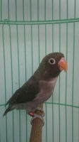 Lovebird mouve 5 bln