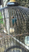 lovebrid cobal fullsett