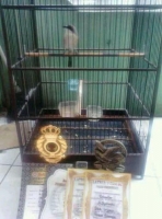 fentet kawa fighter siap tarung.sangkar orik,domianan