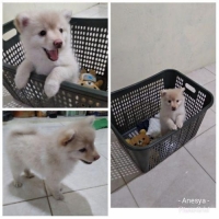 Mini pom snowwhit usia 2 bln.lucu kecil kya boneka,terawat pintar,betina