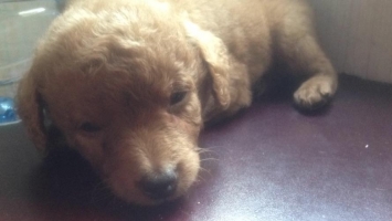 Poodle murah lahit 15 juni!