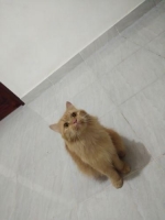 kucing anggora umur 1,5th,,tp sudah dikebiri