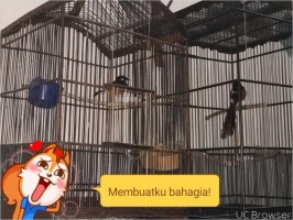 Sepasang murai Medan