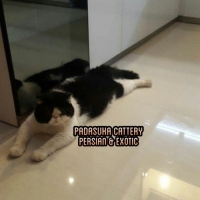 Pejantan Persian Exotic Kimpoy Non Pedigree