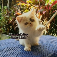 READY KITTEN PERSIAN EXOTIC PEDIGREE