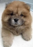Chow chow betina puppies stb