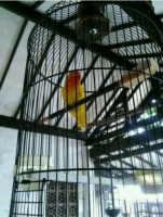 Lovebird lutino mh betina mapan