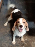Anjing beagle stambum vaksin 3 tahun - betina