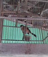 Burung Pentet Murah Sudah Berkicau