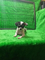 Chihuahua umr5bln stb vaksin