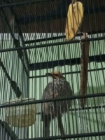 Burung Cucak Rowo nan Menarik