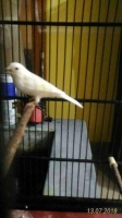 Kenari putih loper gacor