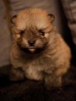 2 ekor minipomeranian puppy