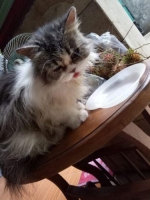 Kucing Anggora usia hampir 1 tahun
