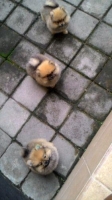 Pomeranian JANTAN stambum
