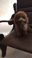 Poodle jantan 4 bulan stb vaksin pintar