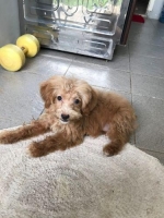 Anjing Toy Poodle Usia 3bln Lengkap dgn Perlengkapannya!