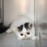 Kitten peaknose exotic