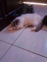 Persia Medium Abu2 Boleh nego sampai jadi!