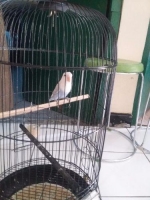 1 ekor lb blue ice SNI