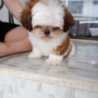 anjing shih tzu betina 2 bulanan stb dan vaksin