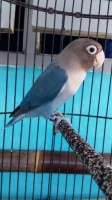 Love Bird Mangsi (Paud Ring)