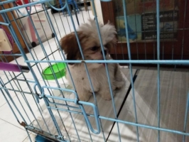 Anjing Shih TZu Non Stambum Vaksin