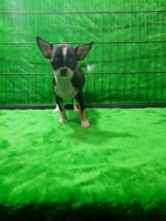 Chihuahua langkah hitam kilap vaksin stb lengkap umur -+4bulan