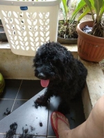 Adopsi Poodle 2018 Khusus Dog Lover Only!