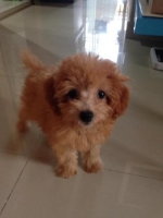 1 anakan anjing red poodle betina