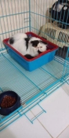 Available 1 ekor persia peaknose jantan