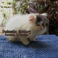 Kitten Persian Longhair Non Pedigree