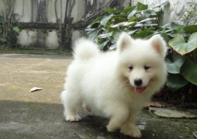Samoyed puppy's stb female & male