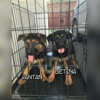 anakan herder tulang besar stambum