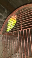 Lovebird paskun cantik mulus