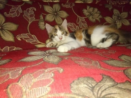 Kitten mainecoon pure