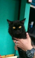Kucing anggora jantan fullblack badan besar lincah siap kawin b